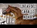 Lo Que No Sabias Del Caballo Arabe 🐴-Del Cerro Soy