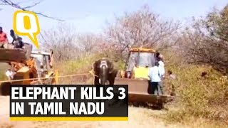 Elephant Kills Three People in Tamil Nadu’s Krishnagiri District | The Quint