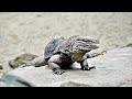 amazing facts of armadillo lizard interesting facts the beast world