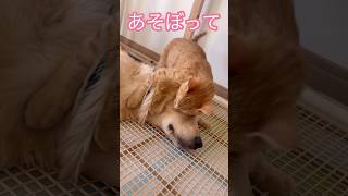 寝込みを襲われるゴールデン #保護猫 #ゴールデンレトリバー #ねこ #犬 #犬と猫 #golden