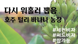 이제 워홀러 다시 뽑음! - 호주 털리 바나나 농장