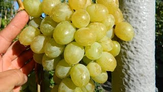 Виноград Спонсор (Grape Sponsor) 2015