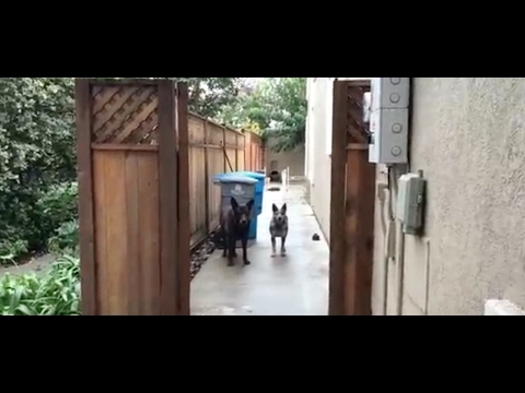 Dog Training: Train Your Dog Not to Run Out of the Gate and Stay Out of the Street Dog Training: Train Your Dog Not to Run Out of the Gate and Stay Out of the Street