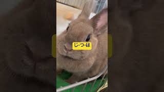 【うさぎ】いつもと違う所気づいた⁇