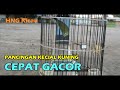 Pancingan Kecial Kuning Cepat Gacor