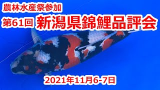 第61回新潟県錦鯉品評会　出品鯉