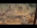 2014 AFRIKA/1 - Namibia, Harnas Gobabis, Feeding cheetahs