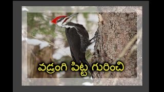 వడ్రంగి పిట్ట  గురించి విషయాలు  తెలుసుకుందాం | Some interesting facts about woodpecker in Telugu.