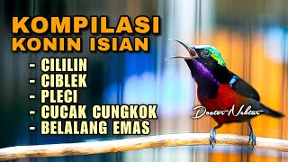 MASTERAN KONIN GACOR FULL ISIAN TEMBAKAN MEWAH - KOLIBRI NINJA MATERI KOMBINASI TEMBAKAN TERBAIK