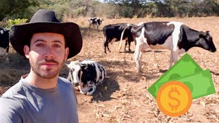 Quanto LUCRAMOS  com a venda de 9 vacas leiteiras ?