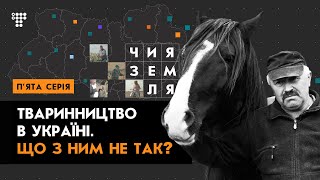 Фермери як герої: чому в Україні погано з тваринництвом і чи допоможе ринок землі / Чия Земля? №5