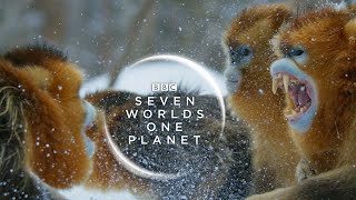 Seven Worlds One Planet: New Trailer | David Attenborough Series |  BBC Earth