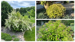 Three Great Spireas With Gold Leaves: Firegold, Goldmound & Double Play. Prune Them or Leave Them?