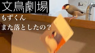 【文鳥劇場】もずくんまた落としたの？ #434