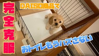 【トイレ克服】こんな簡単な事で！？子犬のトイレトレーニング