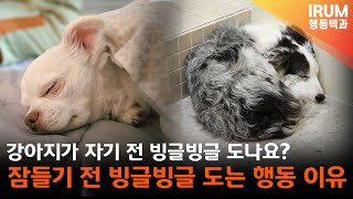 강아지가 자기 전에 빙글빙글 도는 행동은 왜 하는 걸까요?