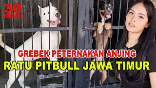 Grebek Peternakan Anjing Ratu Pitbull Jawa Timur