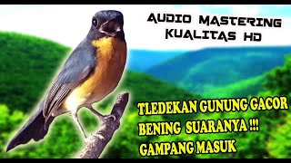 SUARA BURUNG TLEDEKAN GUNUNG JUARA BUAT PANCINGAN BUNYI