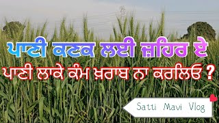 ਹੁਣ ਪਾਣੀ ਕਣਕ ਨੂੰ ਜ਼ਹਿਰ ਏ ! #vlog #wheat