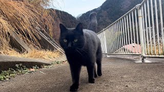 坂道で追いかけてくる黒ねこちゃん　No.５２４　２０２４年　１月２３日　８：００　のくろねこちゃん　black cat