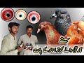 Dubai Waly Kabootar 💯 || Royal Teddy Kabootar || Chapray Kabootar || Lakhy Kabootar