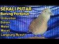 Perkutut Lokal Gacor Suara Besar Pancingan Perkutut Agar Bunyi (💯%AMPUH BANGET)