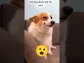 my dog must be out of its mind viral funny lol fyp dogs comedy