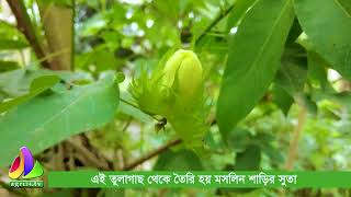 এই তুলাগাছ থে‌কে তৈরি হয় মস‌লিন শা‌ড়ির সুতা || Agri24.tv || Agri24