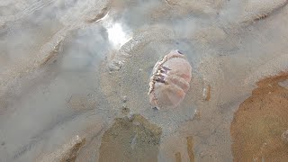 大退潮后，阿阳赶海遇到螃蟹卧沙疯狂吐口水，废船下还隐藏长脚蟹