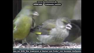 Grünfink (Grünling) in Gärten und Parks - Carduelis chloris