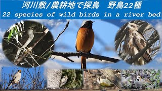 河川敷と農耕地で探鳥　撮影した野鳥22種　22 species of wild birds in a river bed \u0026 farm land