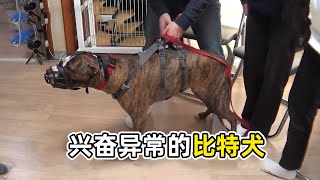 能和老虎打架的猛犬，連主人也下口撕咬，訓犬師頻繁遭受攻擊