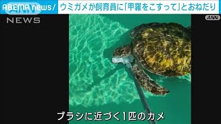 「甲羅をこすって！」アオウミガメが飼育員におねだり(2023年1月25日)