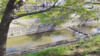 奈良県奈良市の佐保川の桜トンネルを歩いてみた【朝】cherry blossom tunnel