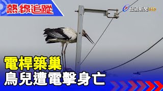 電桿築巢 鳥兒遭電擊身亡【熱線追蹤】