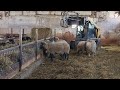 sheep farming what to expect when you are expecting