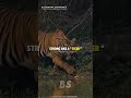 SIGMA RULES 😎|Fearless like a LION!💪 | #shorts motivation #shortsfeed inspirational quotes #viral