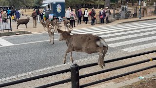 Deer Crossing the Road Shocks Tourists | nara deer | nara park