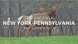 Road Trip New York - Pennsylvania | Camping at Elk State Forest | Scenic Relaxation