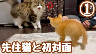 激おこ先住猫と新入り子猫を初めて対面させてみた【保護子猫】