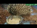 feeding time ： echidna　（ハリモグラの食餌）