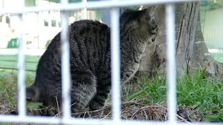 【野良ネコがうんこする】可愛い近所の野良猫