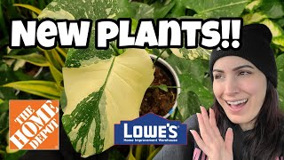 NEW PLANTS AT LOWE'S!! 💙 Monstera Thai Constellation, Hoya lacunosa, Manjula Pothos \u0026 More!! 🌿