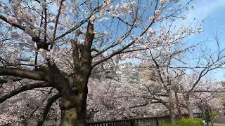 2022年3月30日 Cycling@桜満開の目黒川　桜並木