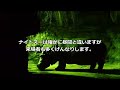 夜の天王寺動物園ナイトズー 展示の見え方と混雑状況