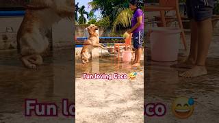 Fun time with Coco 😄😂 #cute #pleasesubscribe ❤️ #goldenpup #funny #shorts