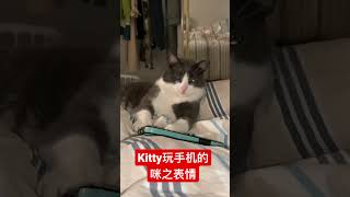 玩手机上瘾的小猫咪，眼珠咕噜咕噜