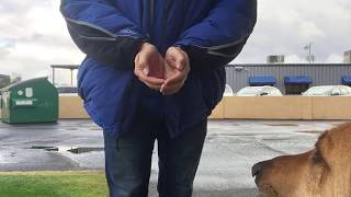 Muzzle training step 1 Desensitization