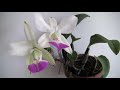 how i grow bloom cattleya walkeriana