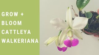 How I Grow Bloom Cattleya walkeriana